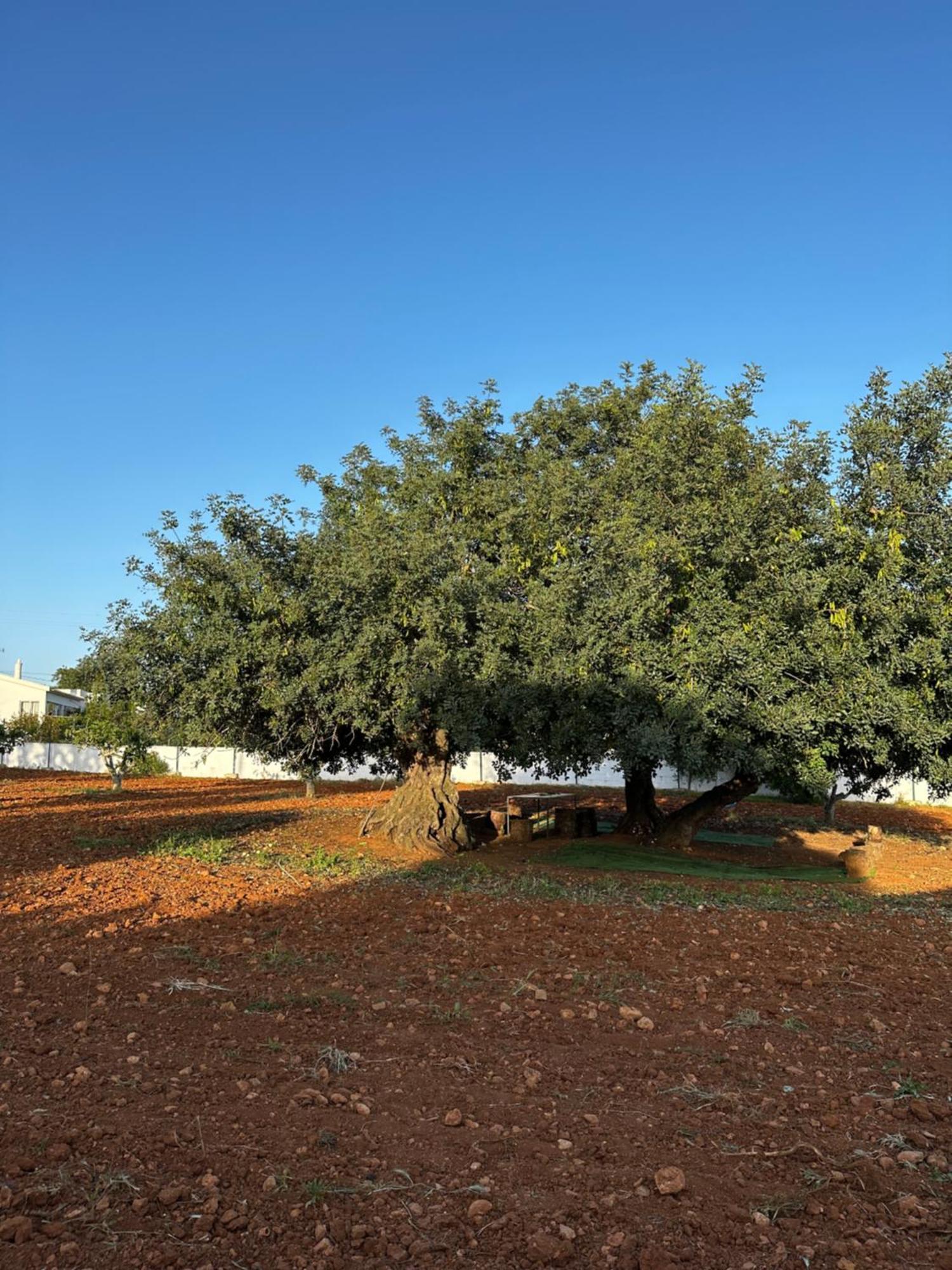 Solar Dos Avos Farm stay Guia (Faro)